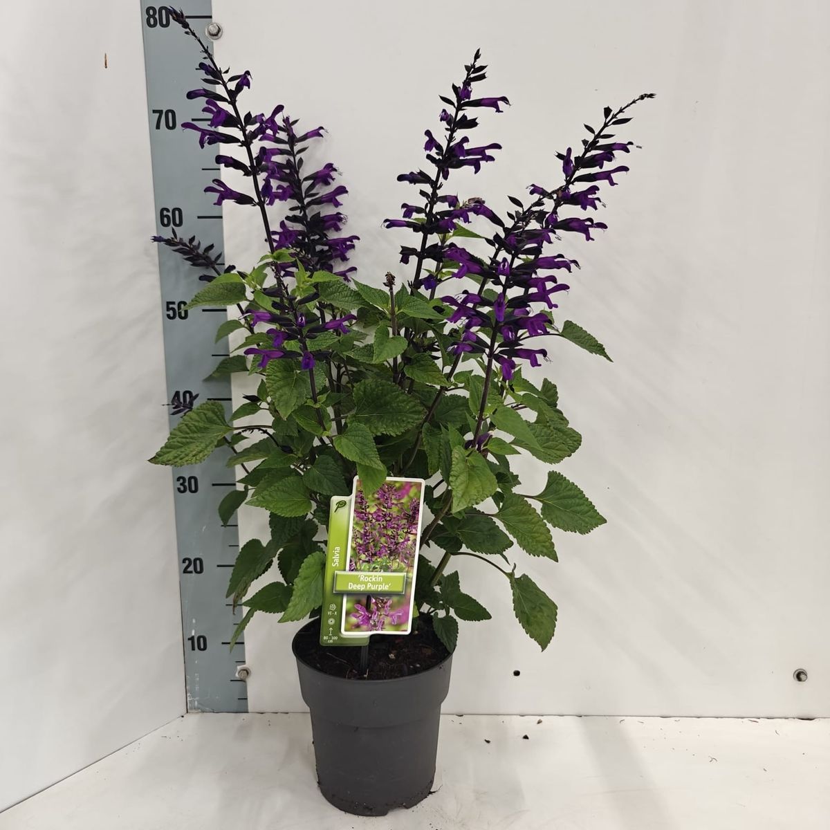 Salvia ROCKIN' DEEP PURPLE — Plantegrossist FlorAccess