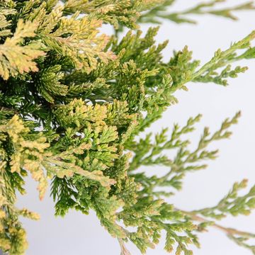 Juniperus horizontalis 'Golden Carpet'