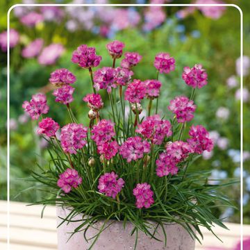 Armeria maritima 'Düsseldorfer Stolz'