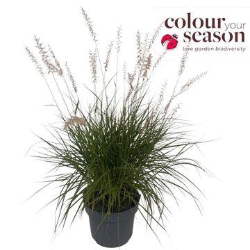 Pennisetum orientale 'Plumeau'