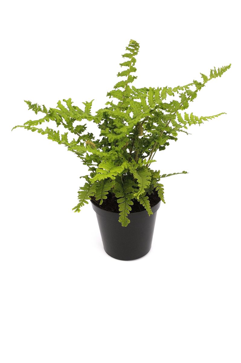 Dryopteris affinis 'Cristata' — Plant Wholesale FlorAccess