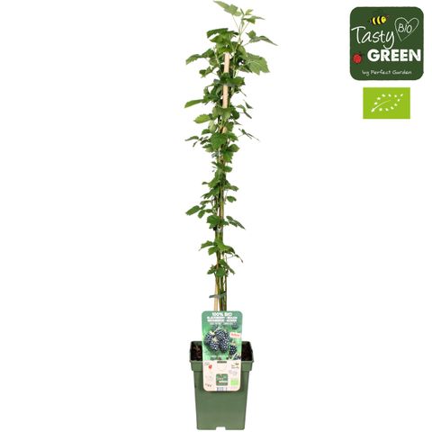 Rubus fruticosus NAVAHO SUMMERLONG