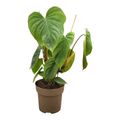 Philodendron 'Majestic'