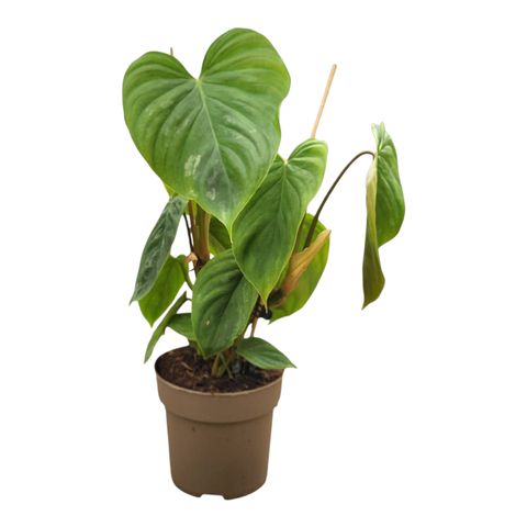 Philodendron 'Majestic'