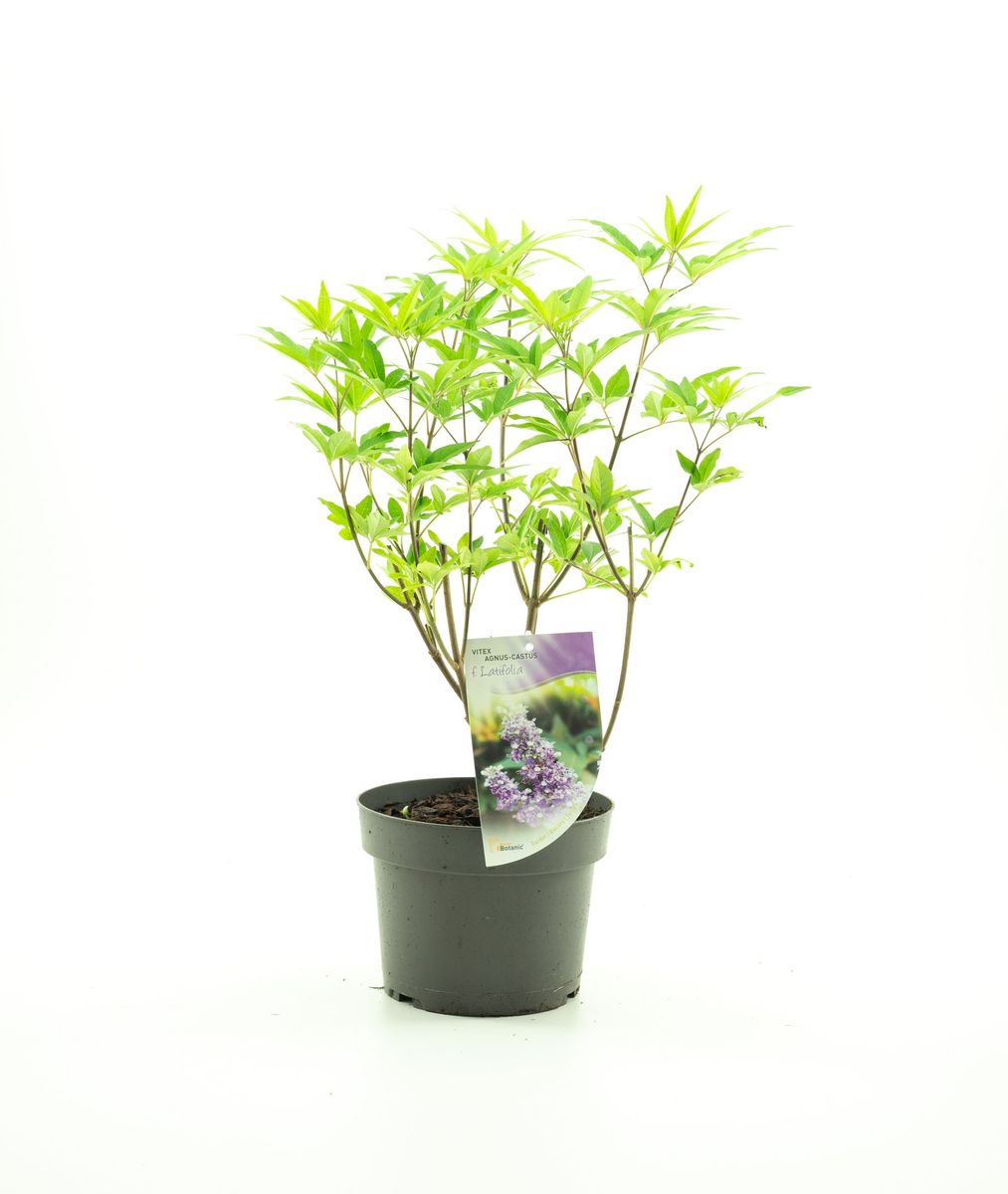 Vitex agnus-castus latifolia — Plant Wholesale FlorAccess