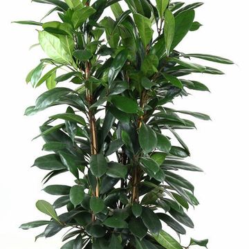 Ficus cyathistipula