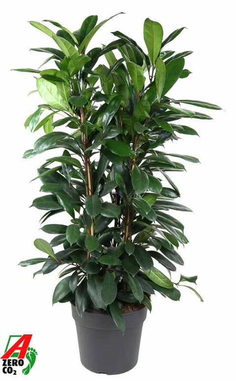Ficus cyathistipula