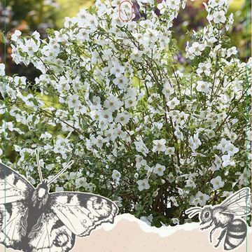 Philadelphus coronarius PETITE PERFUME WHITE