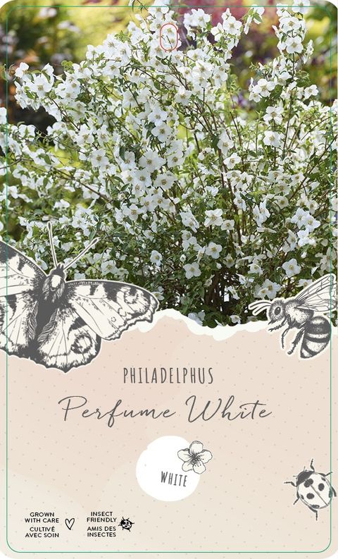Philadelphus coronarius PETITE PERFUME WHITE