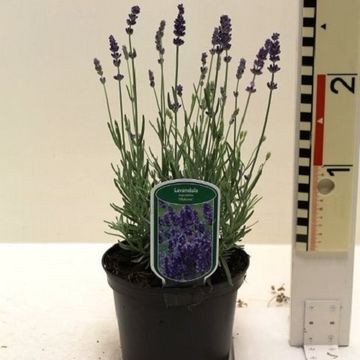 Lavandula angustifolia 'Hidcote'
