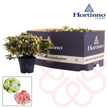 Rhododendron HORTINNO LIME MIX