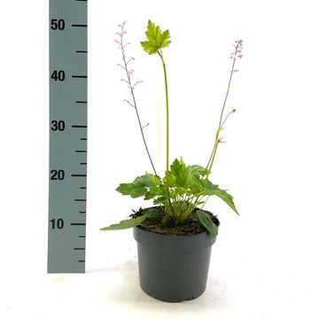 x Heucherella alba 'Bridget Bloom'