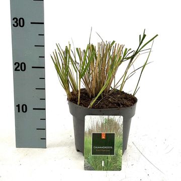 Calamagrostis x acutiflora 'Karl Foerster'