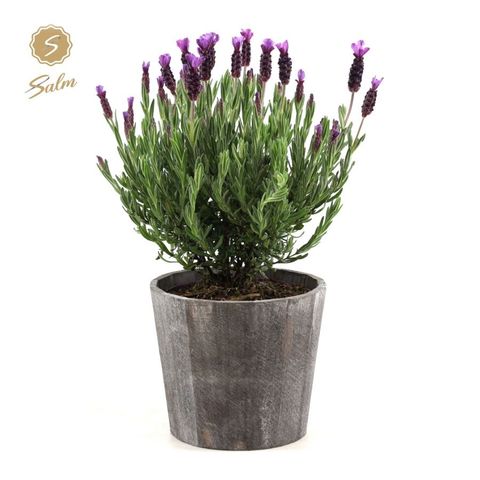 Lavandula stoechas 'Anouk'