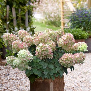 Hydrangea paniculata PINKLIGHT