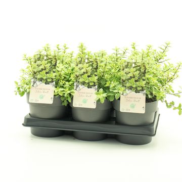 Pittosporum tenuifolium 'Silver Ball'