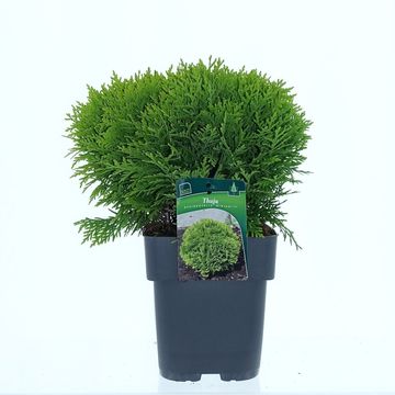 Thuja occidentalis 'Mirjam'