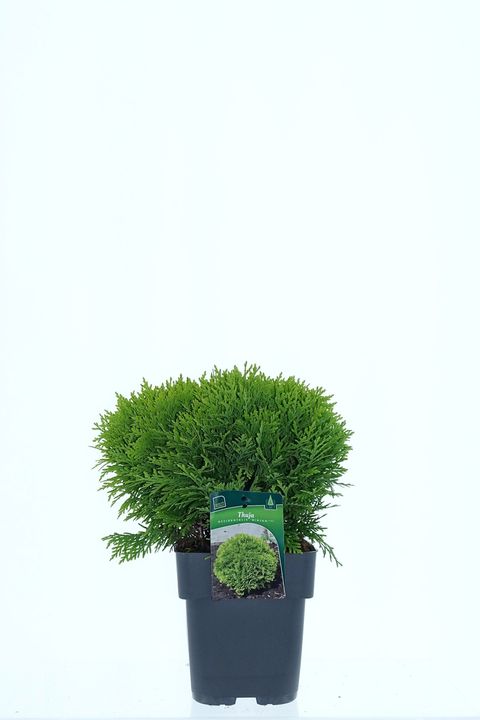 Thuja occidentalis 'Mirjam'