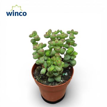 Crassula Pagoda x rupestris