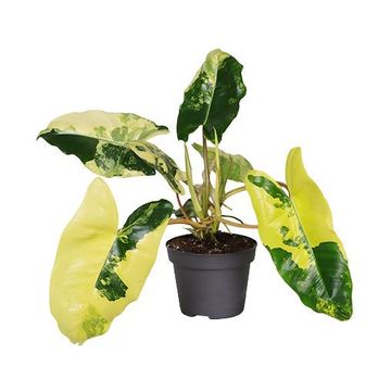 Philodendron burle-marxii 'Variegata'