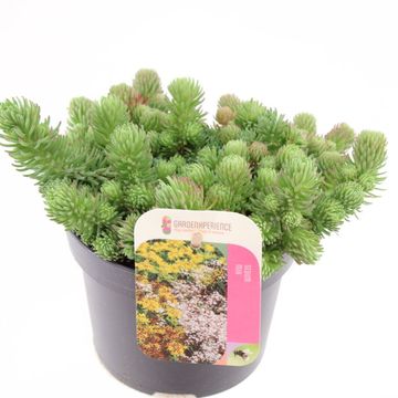 Sedum forsterianum 'Oracle'