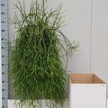 Rhipsalis baccifera mauritiana