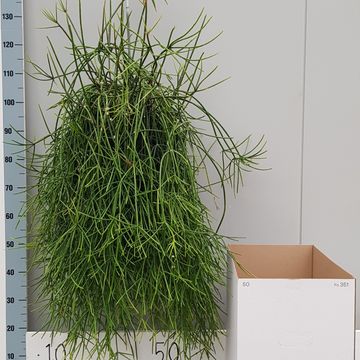 Rhipsalis baccifera mauritiana