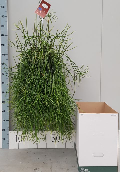 Rhipsalis baccifera mauritiana