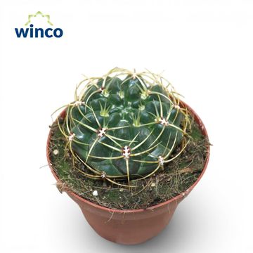 Gymnocalycium monvillei