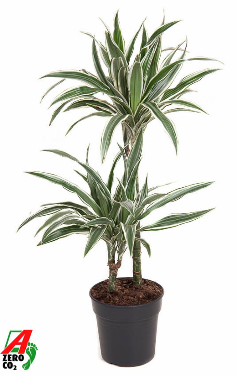 Dracaena fragrans 'White Stripe'  Plant Wholesale FlorAccess