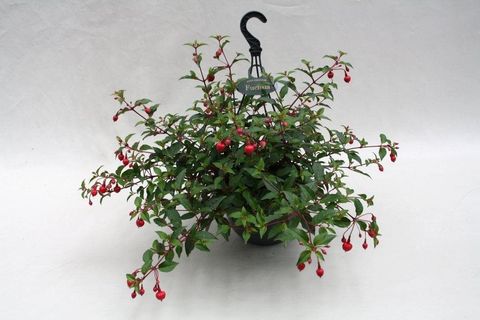 Fuchsia 'Dollar Princess'