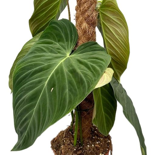 Philodendron 'Splendid'