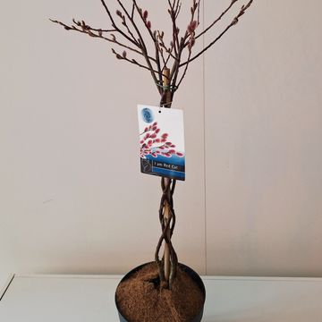 Salix gracilistyla 'Mt. Aso'