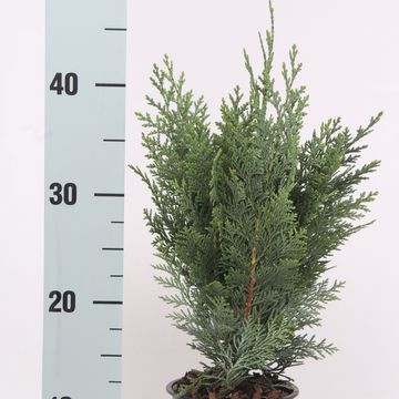 Chamaecyparis lawsoniana 'Columnaris'