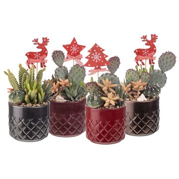 Composizione Cactus / Succulent