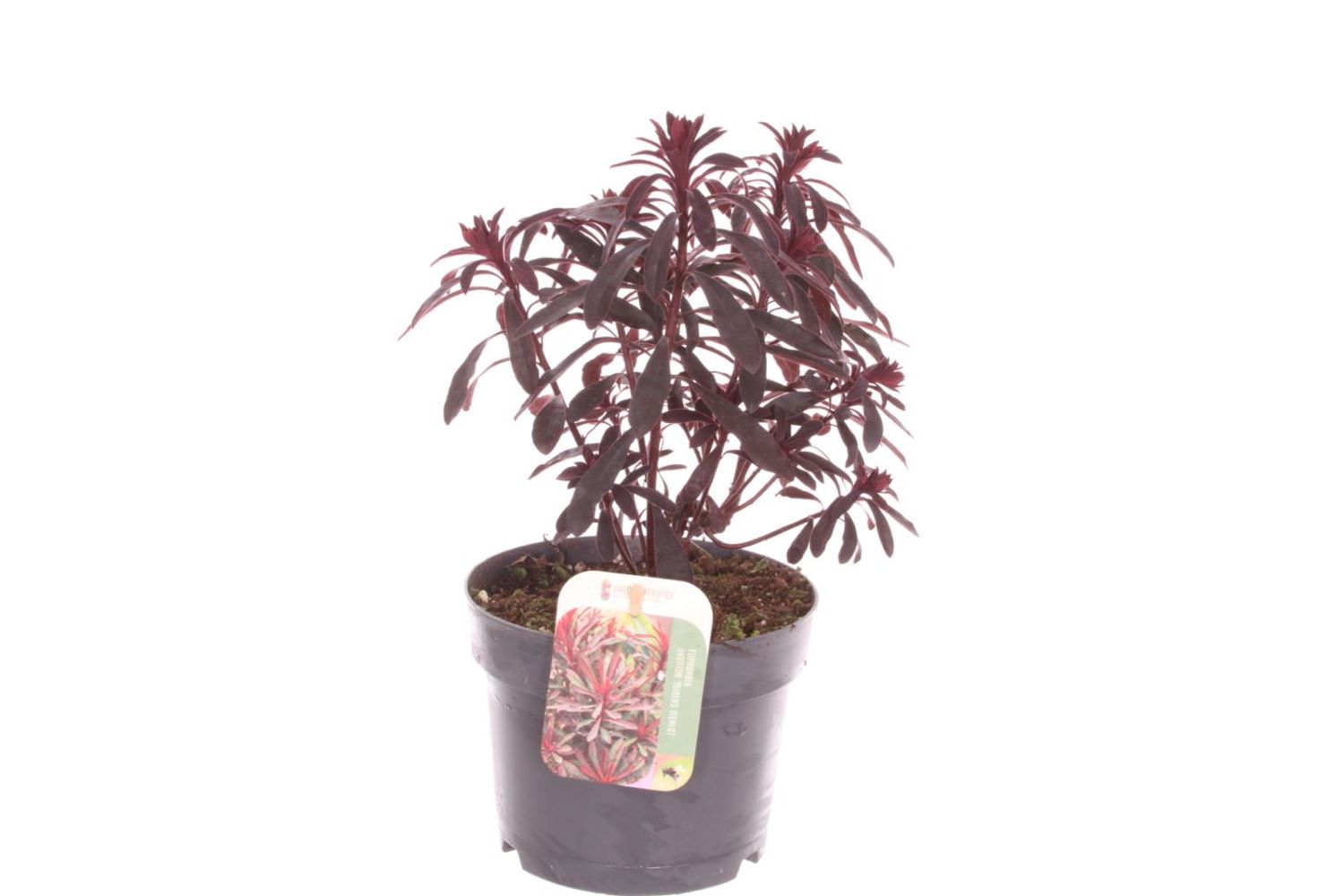 Euphorbia MINER'S MERLOT — Groothandel in planten FlorAccess Euphorbia MINER'S MERLOT — Groothandel in planten FlorAccess