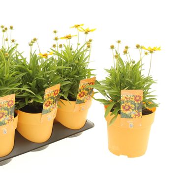 Coreopsis grandiflora 'Radiant Orange'