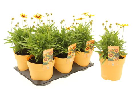 Coreopsis grandiflora 'Radiant Orange'