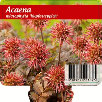 Acaena microphylla 'Kupferteppich'