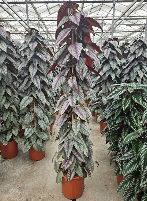 Cissus discolor FLORAMAGIC VIOLET VINE