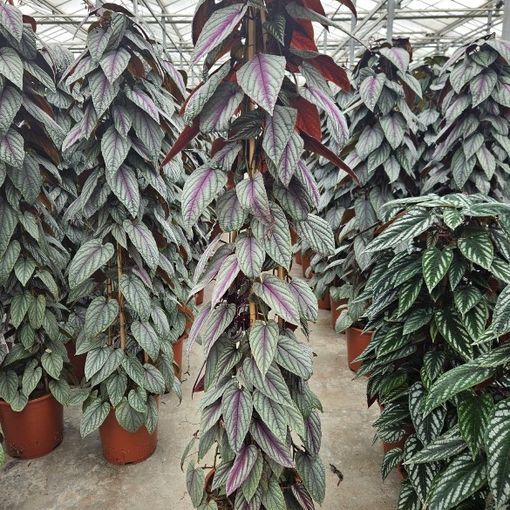 Cissus discolor FLORAMAGIC VIOLET VINE