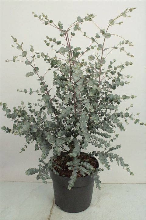 Eucalyptus gunnii AZURA