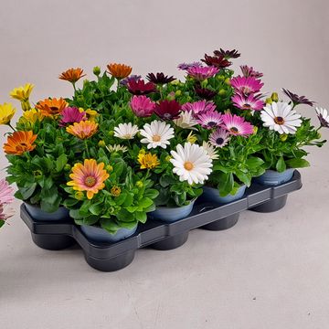 Osteospermum MIX
