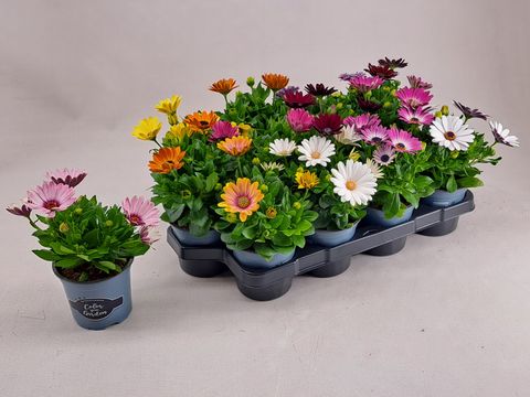 Osteospermum MIX