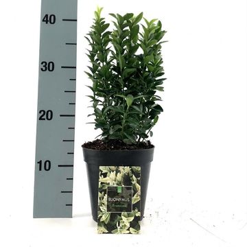 Euonymus japonicus 'Francien'