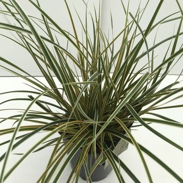 Carex morrowii EVERCOLOR EVERGLOW