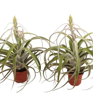 Tillandsia capitata 'Hermosa'