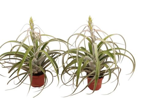 Tillandsia capitata 'Hermosa'