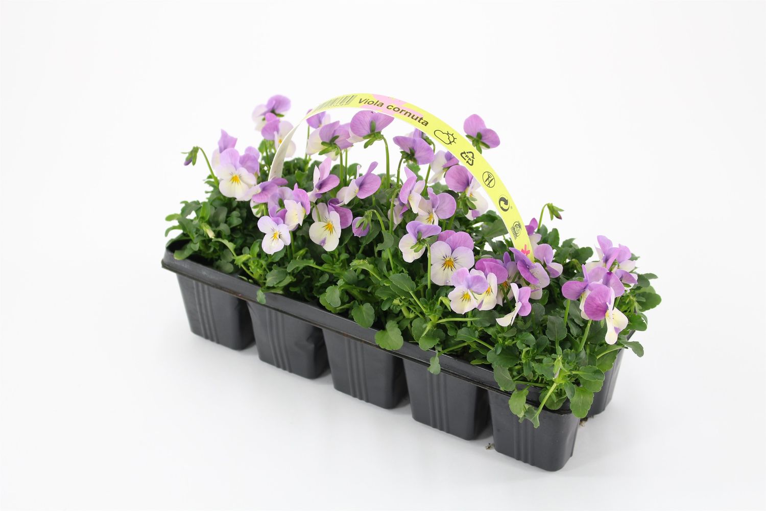 Viola CORNUTA MIX — Plant Wholesale FlorAccess