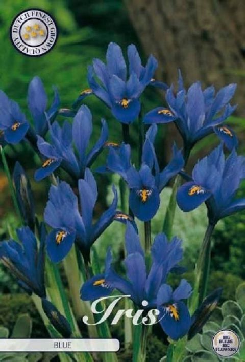 Iris reticulata